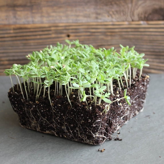 Shungiku - Three Color Daisy Seeds - 1 Oz - Non-GMO Edible Flower & Microgreens Seeds - Exotic Micro Greens - AKA - Tricolor Daisy