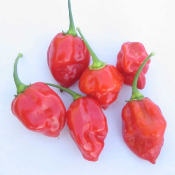 Caribbean Red Habanero Hot Pepper Garden Seeds - 0.25 Oz - Non-GMO, Heirloom Vegetable Gardening Seed
