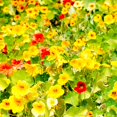 thumbnail image 1 of Nasturtium Seeds - Whirlybird Mix - 1 Oz - Non-GMO Edible Flower Garden & Microgreens Seeds - Whirly Bird - Tropaeolum nanum - Grow Micro Greens, 1 of 3