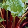 thumbnail image 1 of Rhubard Seeds - Victoria Variety - 500 Seeds - Heirloom, Non-GMO Vegetable Gardening Seed - Perennial Rhubarb, 1 of 2