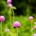 thumbnail image 1 of Gnome Series Gomphrena Flower Garden Seeds - Pink - 1000 Seeds - Annual Flower Gardening Seed - Gomphrena globosa, 1 of 2