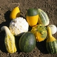 thumbnail image 1 of Gourd Garden Seeds - Large & Small Grouds Mix - 2 Gram Packet - Non-GMO, Heirloom Vegetable Gardening Seed - Cucurbita Pepo, 1 of 7