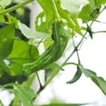 thumbnail image 1 of Shishito Hot Pepper Garden Seeds - 1 Oz - Non-GMO, Open Pollinated Japanese Vegetable Gardening Seeds - Capsicum annum, 1 of 2