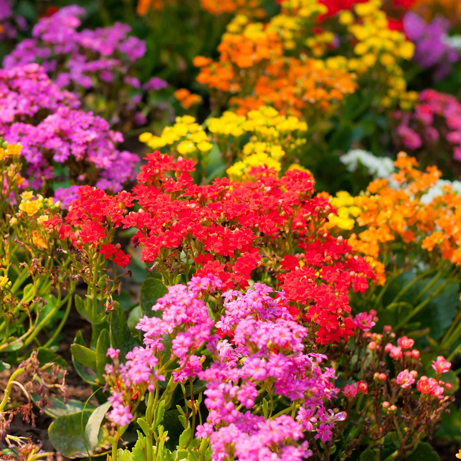 Alyssum Wonderland Series Flower Garden Seeds: Deep Rose - Approx 5000 Seeds - Annual - Lobularia maritima