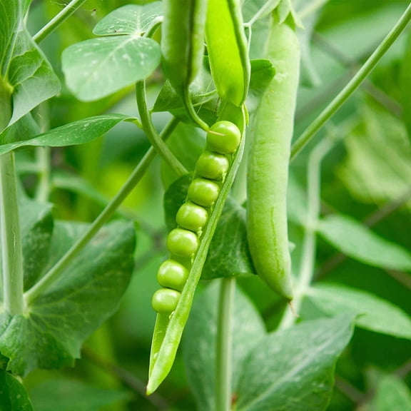 Lincoln Pea Garden Seeds - 1 Lb ~1,800 Seeds - Non-GMO, Heirloom Vegetable Gardening & Microgreens Pea Shoots Seed