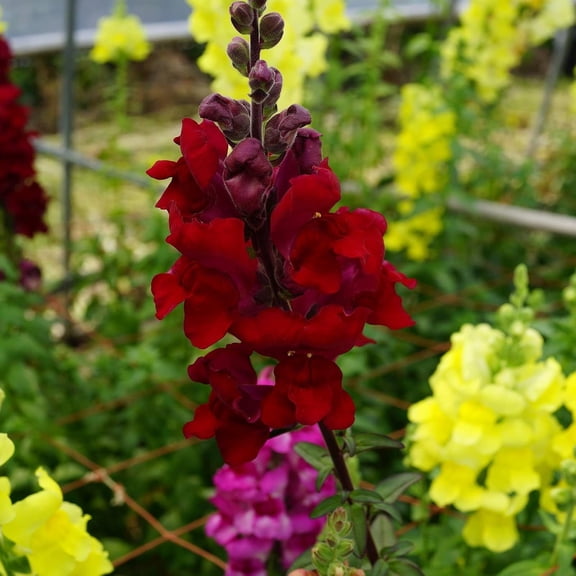Snapdragon Flower Seeds - Sonnet Series F1 - 1000 Seeds - Mix Colored Blooms - Annual Flower Garden - Border Flowers