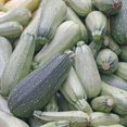 thumbnail image 1 of Grey Zucchini Summer Squash Garden Seeds - 1 Lb - Non-GMO, Heirloom - Vegetable Gardening Seed - Gray, 1 of 2