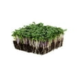 thumbnail image 1 of Organic Spicy Salad Mix Microgreens Seeds: 4 Oz - Non-GMO Micro Greens Seed Blend: Broccoli, Kale, Mustard, Cabbage, Arugula, Mustard, More, 1 of 5