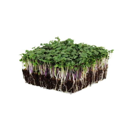 Organic Spicy Salad Mix Microgreens Seeds: 4 Oz - Non-GMO Micro Greens Seed Blend: Broccoli, Kale, Mustard, Cabbage, Arugula, Mustard, More