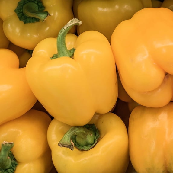 Canary Bell Sweet Pepper Garden Seeds - Non-GMO, Vegetable Gardening