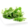 thumbnail image 1 of Upland Cress Herb Seeds – 4 oz (~91,200 Seeds), Non-GMO - Heirloom – Full Sun – Peppery Baby Greens & Microgreens Cool Season Herb, 1 of 2