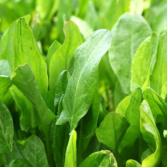 Garden Large Leaf Sorrel Seeds Rumex acetosa Heirloom, Non-GMO, Perennial Herb Tangy, Lemony Flavor 5060 Days Cold-Hardy Greens for Salads, Soups & Sauces Open-Pollinated Herb Seeds