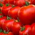 thumbnail image 1 of Tomato Garden Seeds - Husky Red Hybrid - 10 Seeds - Non-GMO, Vegetable Gardening Seed, 1 of 2