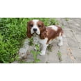 thumbnail image 1 of Hi-Line Gifts King Charles Spaniel Dog Outdoor Garden Statue - 16.25" - Brown and White, 1 of 8