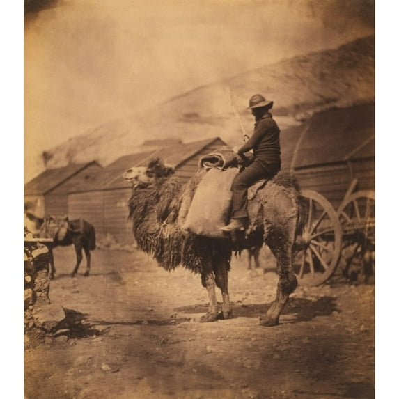 Merchant Seaman On Dromedary Camel In 1855. Photo Taken By Roger Fenton During His Photo Documentation Of British