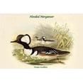thumbnail image 1 of Mergus Cucullatus - Hooded Merganser-Fine Art Canvas Print (20" x 30"), 1 of 1