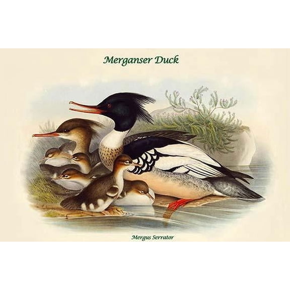 Mergus Serrator - Merganser Duck-Fine Art Canvas Print (20" x 30")
