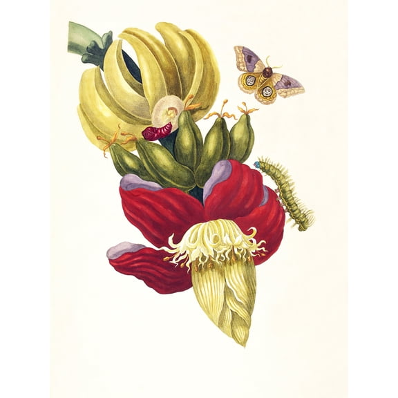 Merian Banana Plant Insects Vintage 1705 Extra Large XL Wall Art Poster Print