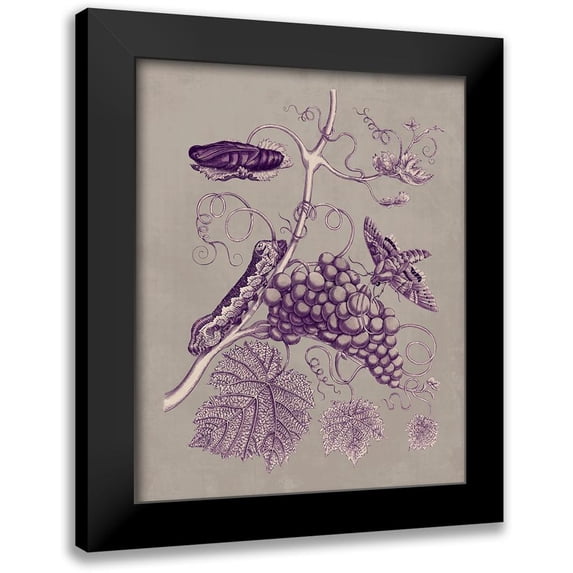 Merian, Maria S. 15x18 Black Modern Framed Museum Art Print Titled - Nature Study in Plum and Taupe III