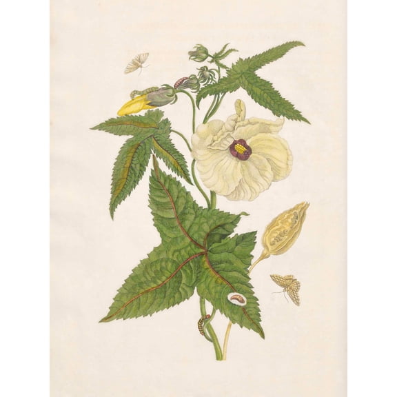 Merian Metamorphosis Flower Leaves Insects Painting Extra Large XL Wall Art Poster Print