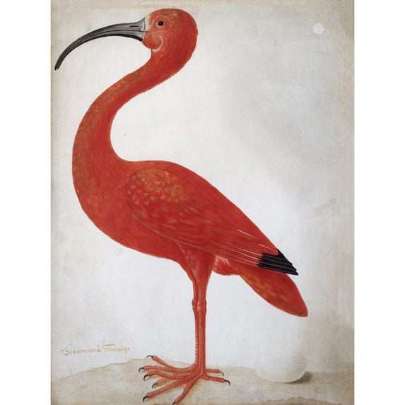 Merian Scarlet Ibis Bird With Egg Skin Painting Extra Large XL Wall Art Poster Print