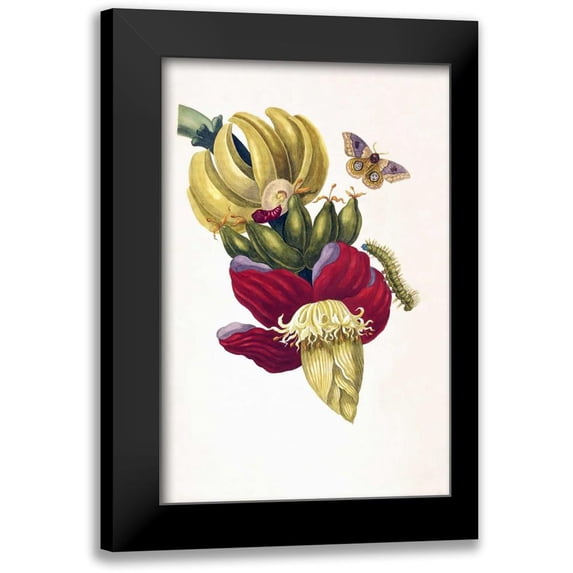 Merian, Sybilla 13x18 Black Modern Framed Museum Art Print Titled - Banana, Butterfly, plate13