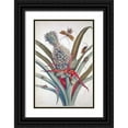 thumbnail image 1 of Merian, Sybilla 17x24 Black Ornate Wood Framed with Double Matting Museum Art Print Titled - Pineapple, Insects, plate 1, 1 of 4