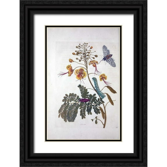 Merian, Sybilla 17x24 Black Ornate Wood Framed with Double Matting Museum Art Print Titled - Tropical flower,Butterfly, plate 45
