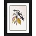 thumbnail image 1 of Merian, Sybilla 17x24 Black Ornate Wood Framed with Double Matting Museum Art Print Titled - Tropical fruit,Caterpillar,  plate 26, 1 of 4