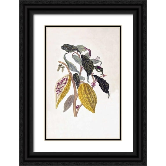 Merian, Sybilla 17x24 Black Ornate Wood Framed with Double Matting Museum Art Print Titled - Tropical fruit,Caterpillar, plate 26