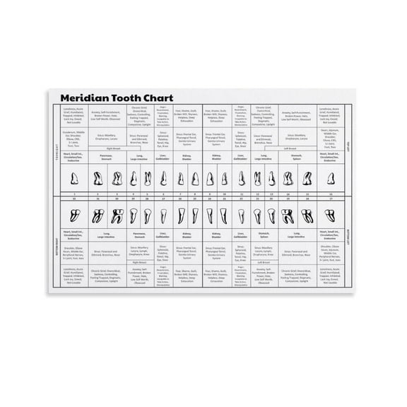 Meridian Tooth Chart Poster Dental Knowledge 2 Canvas for Living Room Bedroom Decor