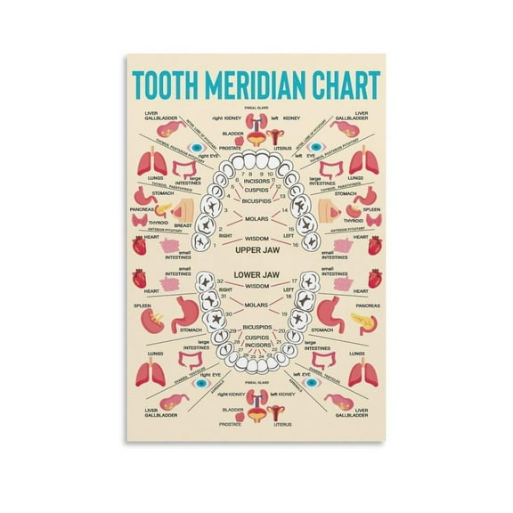 Meridian Tooth Chart Poster Dental Knowledge Canvas Painting Wall Art