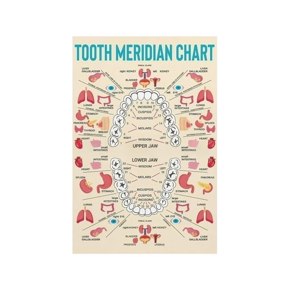 Meridian Tooth Chart Poster Holistic Dental Reference Guide for Oral Health Alternative Medicine Wall Art Health Enthusiast Gift