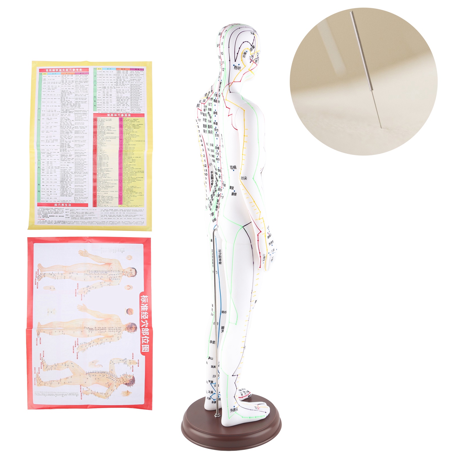 Meridians Acupuncture Model, Acupuncture Model White For Clinic For