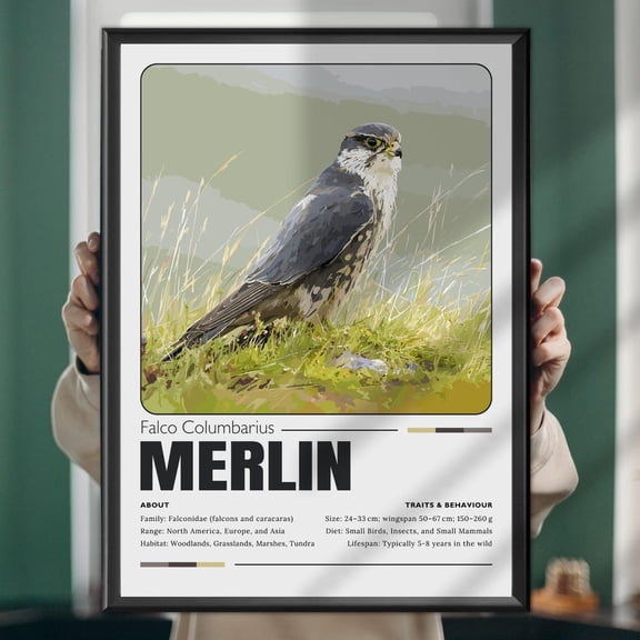 Merlin Falcon Art Print: Raptor Illustration, Nature Decor UNFRAMED PAPER POSTER, Home Decor, Vintage Gift, Living Room Dercor