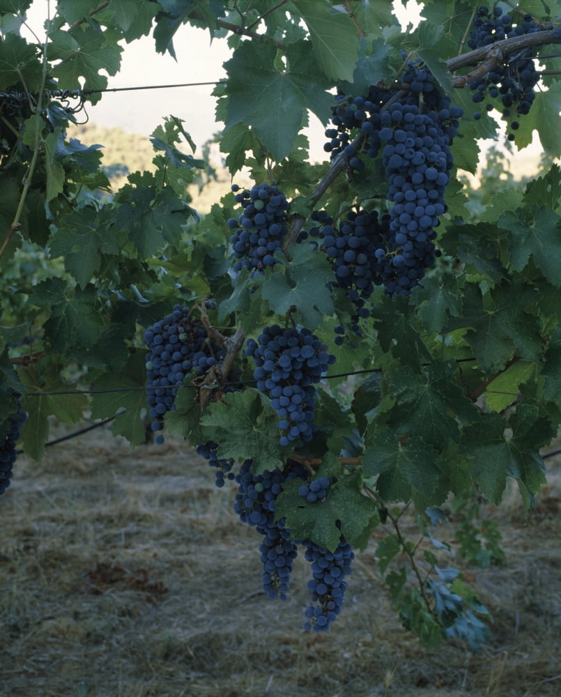 Merlot Grapes on a vine Napa Valley California USA Canvas Art - Panoramic Images (28 x 22)