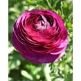 thumbnail image 1 of Merlot Ranunculus - 10 bulbs, 1 of 2