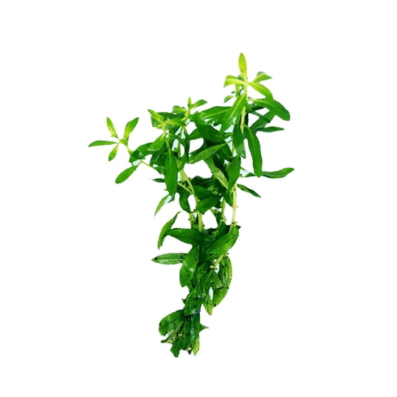 Mermaid Hygro (Proserpinaca Palustris) Bunch Live Aquarium Plants BUY2 GET1 FREE