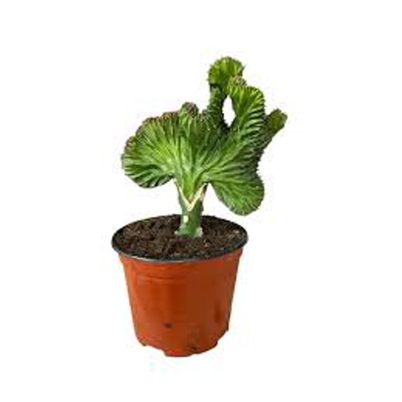 Mermaid Tail Cactus - 1 Live Plant in a 4 Inch Pot - Grower's Choice - Euphorbia lactea Cristata - Dramatic Sculptural Easy Care Succulent