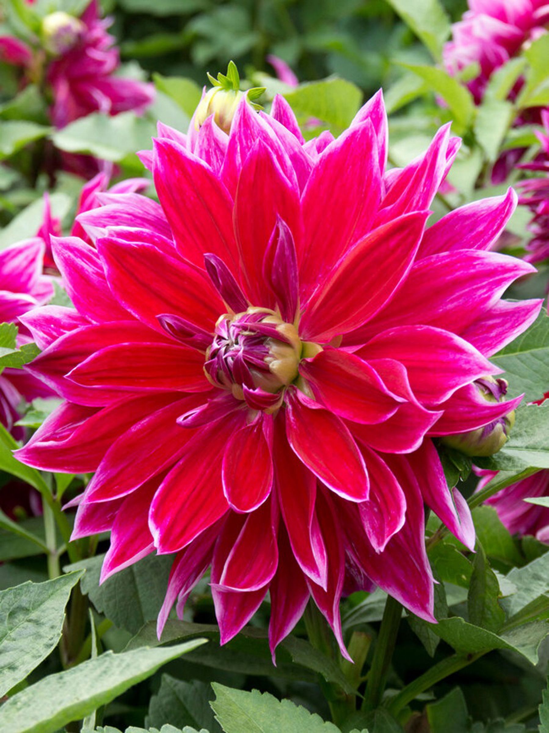 Wine Eyed Jill Dahlia 1 Size Root Clump Charming Ballshaped
