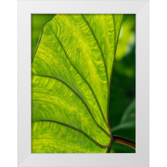 Merrill Images 12x14 White Modern Wood Framed Museum Art Print Titled - Fiji-Taveuni Island Back-lit close-up of a green leaf showing veins