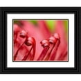 thumbnail image 1 of Merrill Images 14x12 Black Ornate Wood Framed with Double Matting Museum Art Print Titled - Fiji-Taveuni Island Close-up of a red-tipped Fern, 1 of 4