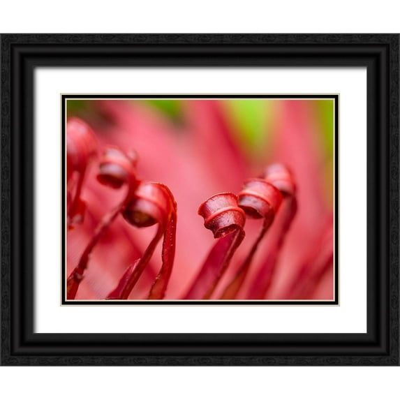 Merrill Images 14x12 Black Ornate Wood Framed with Double Matting Museum Art Print Titled - Fiji-Taveuni Island Close-up of a red-tipped Fern