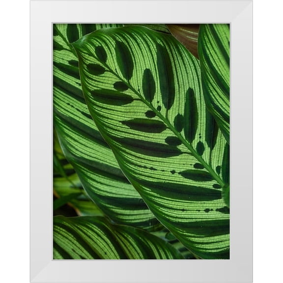 Merrill Images 19x24 White Modern Wood Framed Museum Art Print Titled - Fiji-Vanua Levu Back-lit green leaves showing veins