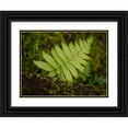 thumbnail image 1 of Merrill Images 24x19 Black Ornate Wood Framed with Double Matting Museum Art Print Titled - Fiji-Taveuni Island Small fern on a moss-covered log, 1 of 4
