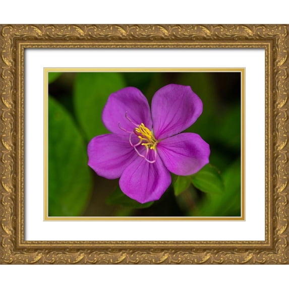 Merrill Images 32x25 Gold Ornate Wood Framed with Double Matting Museum Art Print Titled - Fiji-Vanua Levu Purple flower with yellow stamens