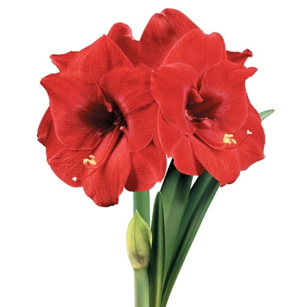 Merry Christmas® Symphony Amaryllis