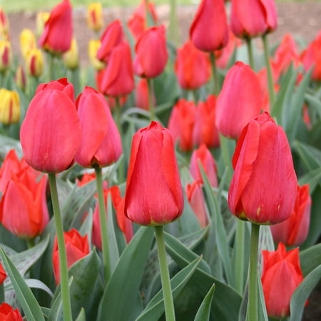 Merry Go Round Bunch Flowering Tulip Flower Bulbs - 12 Bulbs per Pack - Good as Cut Flowers - Easy to Grow Live Plants - Outdoor Garden