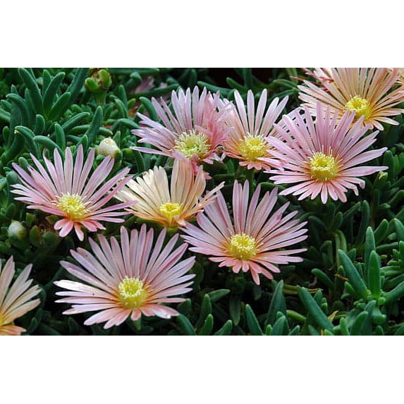 Mesa Verde Ice Plant - Delosperma - Cool Plant for the Sun - Gallon Pot