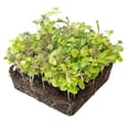 thumbnail image 1 of Mesclun Baby Greens Seeds Mix - 1 Lb ~400,000 Seeds - A Vibrant Mix of Arugula, Spinach, Swiss Chard, Endive, Kale, Mustard, and Lettuce Seed for Planting, 1 of 6